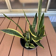 観葉植物（サンスベリア）の画像