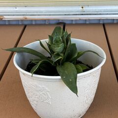 観葉植物の画像