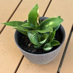 観葉植物の画像