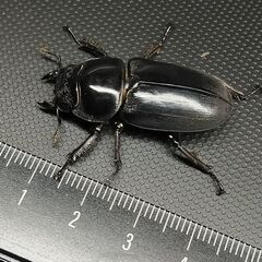 🔹♀36㎜単品 ﾄﾞﾙｸｽﾔｸｼｬの画像