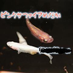 【PK01】ピンクサファイアメダカ 針子～稚魚  10匹の画像