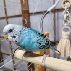 セキセイインコ ブルー 一旦募集停止します。