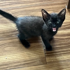 やっぱり黒猫