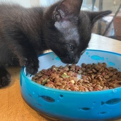 やっぱり黒猫 − 愛知県
