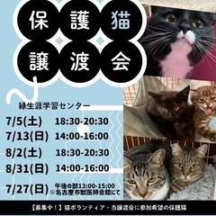 やっぱり黒猫 - 里親募集