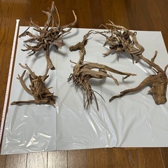 8月15まで誰も買わないならバーベキューで燃やします。流木　淡水使用の画像