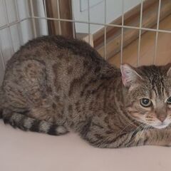 🐱避妊手術済み🐱飼育放棄された8才のベンガルの女の子