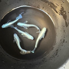 エメキン　５匹の画像