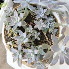 エケベリア(朧月) 鉢植え( 鉢なし)の画像