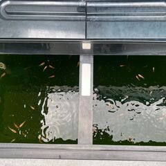 すくい金魚～3cm 100匹以上の画像