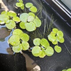アマゾンフロッグビット 10株 浮草  水草の画像