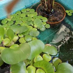 アマゾンフロッグビット 10株 浮草  水草の画像