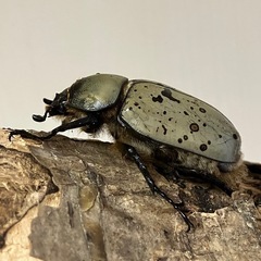 グラントシロカブト成虫♂１♀３の画像