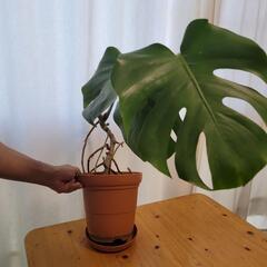 モンテスラの画像
