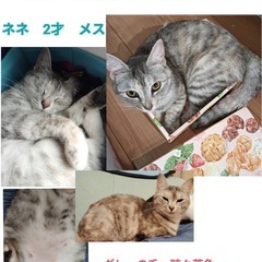 猫を探しています