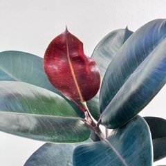 観葉植物　フィカス　バーガンディ　黒ゴムの画像
