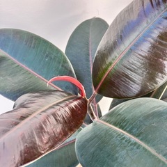 観葉植物　フィカス　バーガンディ　黒ゴムの画像