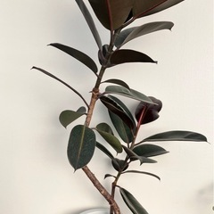 観葉植物　フィカス　バーガンディ　黒ゴムの画像