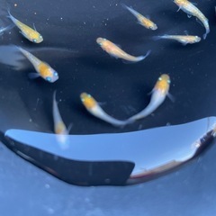 月神メダカの画像