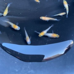 月神メダカの画像