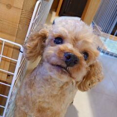 【募集停止】優しくて人懐こいベル君の家族募集中！！