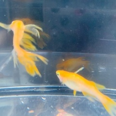 改良メダカお譲りします♪の画像