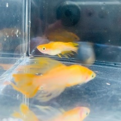 改良メダカお譲りします♪の画像