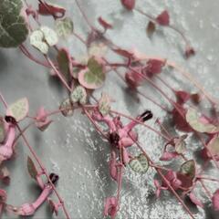 ハートカズラ レディハートの画像