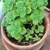 ランキングキーワードに紐づく投稿画像-多肉植物