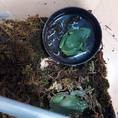 🐸シュレーゲルアオガエル2匹🐸の画像