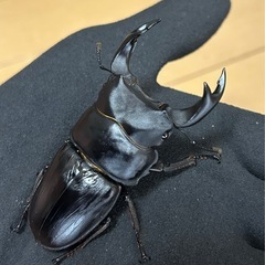 【国産オオクワガタ12】アンバランス アブレイズペア ♂77mm 顎幅5.9mm ♀47mm 新成虫 国極太血統の画像