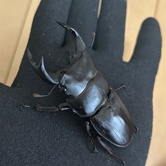 【国産オオクワガタ12】アンバランス アブレイズペア ♂77mm 顎幅5.9mm ♀47mm 新成虫 国極太血統の画像