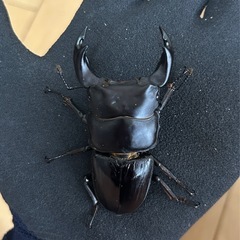 【国産オオクワガタ14】　アンバランス アブレイズ♂2頭　♂1①75mm 顎幅6.0mm    ♂②72mm 新成虫 国極太血統の画像