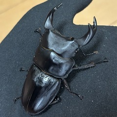 【国産オオクワガタ14】　アンバランス アブレイズ♂2頭　♂1①75mm 顎幅6.0mm    ♂②72mm 新成虫 国極太血統の画像