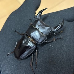 【国産オオクワガタ14】　アンバランス アブレイズ♂2頭　♂1①75mm 顎幅6.0mm    ♂②72mm 新成虫 国極太血統の画像