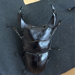 【国産オオクワガタ14】　アンバランス アブレイズ♂2頭　♂1①75mm 顎幅6.0mm    ♂②72mm 新成虫 国極太血統の画像