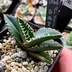 ランキングキーワードに紐づく投稿画像-多肉植物