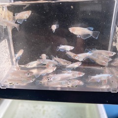 ホワイトマリアージュメダカの画像