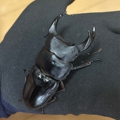 【国産オオクワガタ13】アンバランス アブレイズペア ♂77mm 顎幅6.2mm ♀49mm 新成虫 国極太血統の画像