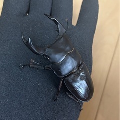 【国産オオクワガタ13】アンバランス アブレイズペア ♂77mm 顎幅6.2mm ♀49mm 新成虫 国極太血統の画像