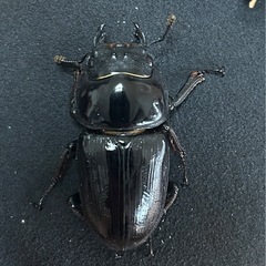 【国産オオクワガタ13】アンバランス アブレイズペア ♂77mm 顎幅6.2mm ♀49mm 新成虫 国極太血統の画像