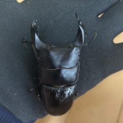【国産オオクワガタ13】アンバランス アブレイズペア ♂77mm 顎幅6.2mm ♀49mm 新成虫 国極太血統の画像