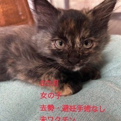 至急！！お願いします。