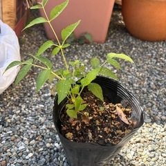 トゲなしタラの木の画像