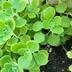 ランキングキーワードに紐づく投稿画像-多肉植物
