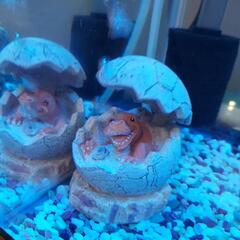 ✨金魚4匹＆水槽セット✨の画像