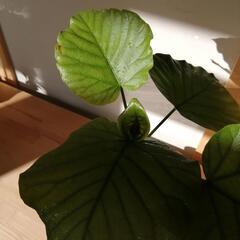 観葉植物　ウンベラータ　曲げ仕立て体験付きの画像