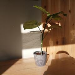 観葉植物　ウンベラータ　曲げ仕立て体験付きの画像