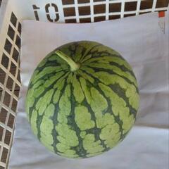 小玉スイカ🍉の画像