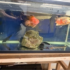 熱帯魚
の画像